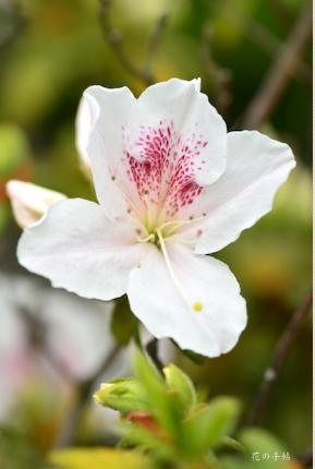 ツツジ　｜花の手帖の躑躅図鑑