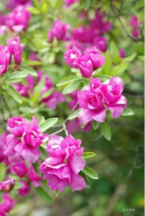 ツツジ　センエオオムラサキ（千重大紫）｜花の手帖の躑躅図鑑