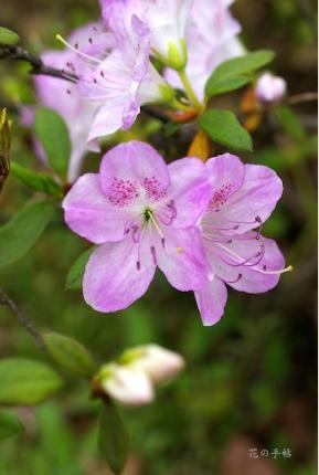 ツツジ　シュンセツ（春雪）｜花の手帖の躑躅図鑑