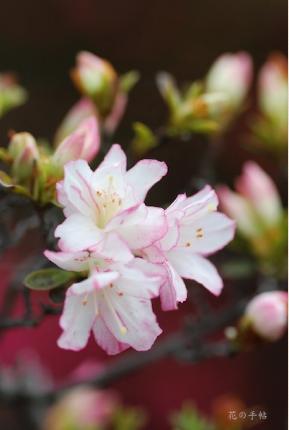 ツツジ　シグレノタキ（時雨の滝）｜花の手帖の躑躅図鑑