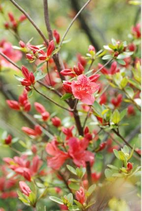 ツツジ　シナヤマツツジ（支那山躑躅）｜花の手帖の躑躅図鑑