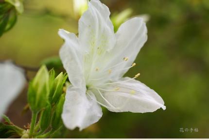 ツツジ　シラユキ（白雪）｜花の手帖の躑躅図鑑
