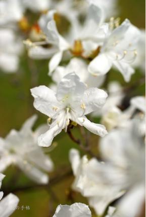 ツツジ　シロバナトウゴクミツバツツジ（白花東国三葉躑躅）｜花の手帖の躑躅図鑑