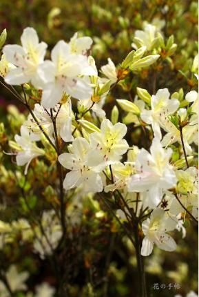 ツツジ　シロバナオオヤマツツジ（白花大山躑躅）｜花の手帖の躑躅図鑑