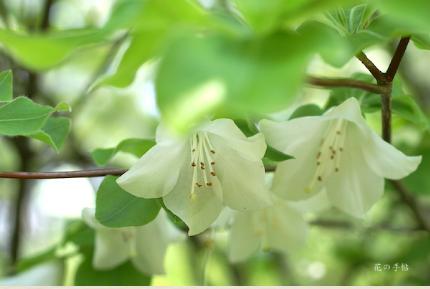 ツツジ　シロヤシオ（白八潮）／ゴヨウツツジ（五葉躑躅）｜花の手帖の躑躅図鑑