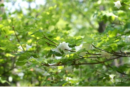 ツツジ　シロヤシオ（白八潮）／ゴヨウツツジ（五葉躑躅）｜花の手帖の躑躅図鑑