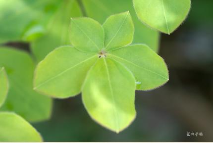 ツツジ　シロヤシオ（白八潮）／ゴヨウツツジ（五葉躑躅）｜花の手帖の躑躅図鑑