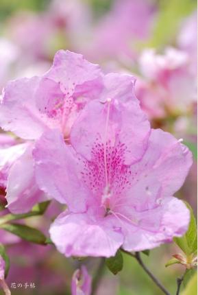 ツツジ　｜花の手帖の躑躅図鑑