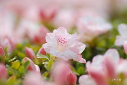 ツツジ　タマノコシ（玉の輿）｜花の手帖の躑躅図鑑