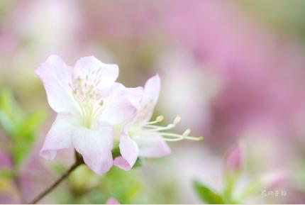 ツツジ　｜花の手帖の躑躅図鑑