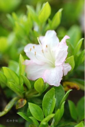 ツツジ　ウンチュウ（雲中）｜花の手帖の躑躅図鑑