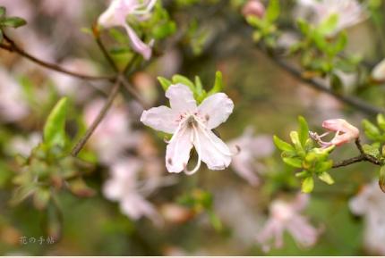 ツツジ　ウンゼンツツジ(雲仙躑躅）｜花の手帖の躑躅図鑑