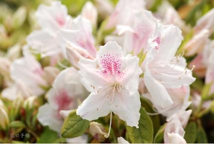 ツツジ　ウスヨウ（薄葉）｜花の手帖の躑躅図鑑