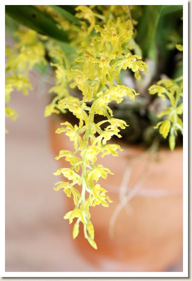 ゴメザ バーブーネニー 'ゴールデンフォールス'