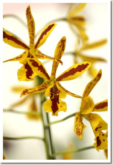 エピレリオカトレヤ ヴォルケーノ トリック 'チエチャン'