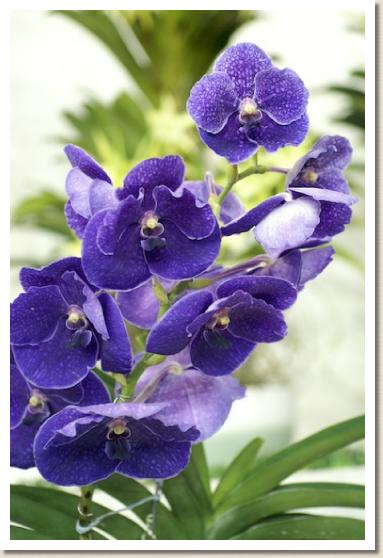 バンダ ソムスリ デライト 'ローザ'