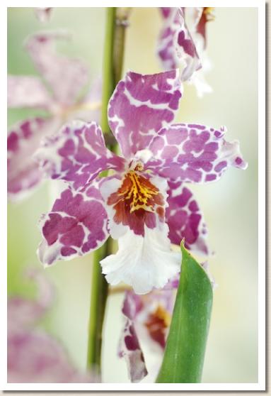 バンダ ソムスリ デライト 'ローザ'