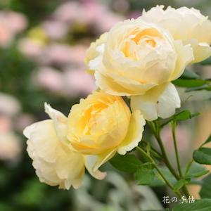 バラ　ウォラトン オールド ホール（ROSE　Wollerton Old Hall）｜花の手帖のバラ図鑑