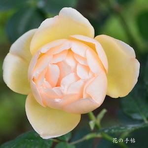バラ　ウォラトン オールド ホール（ROSE　Wollerton Old Hall）｜花の手帖のバラ図鑑