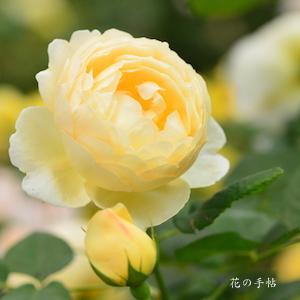 バラ　ウォラトン オールド ホール（ROSE　Wollerton Old Hall）｜花の手帖のバラ図鑑