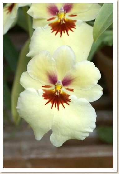 ミルトニア イエロー デライト