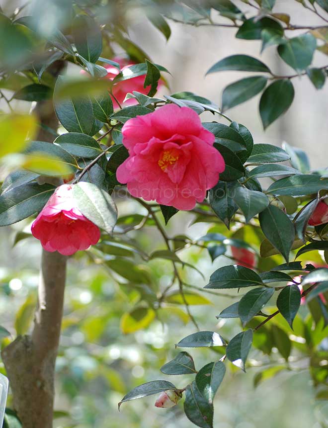 椿 バーバラ クラーク｜花の手帖の椿図鑑