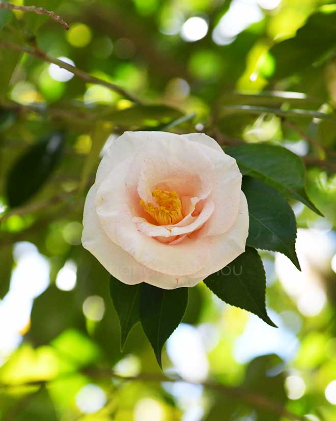 椿 筑紫の春｜花の手帖の椿図鑑