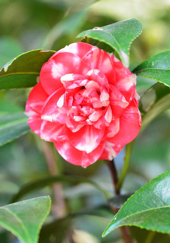 椿 千歳菊｜花の手帖の椿図鑑