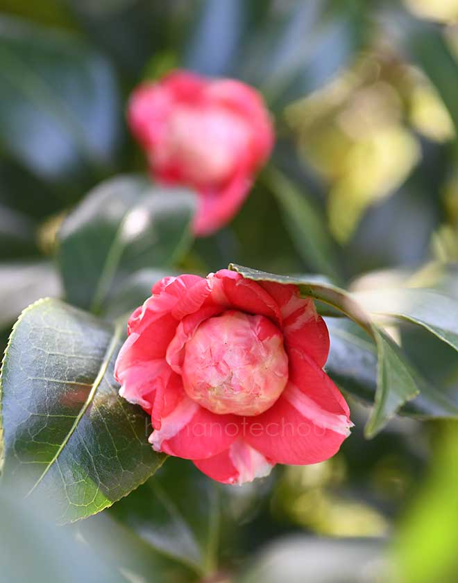 椿 千歳菊｜花の手帖の椿図鑑