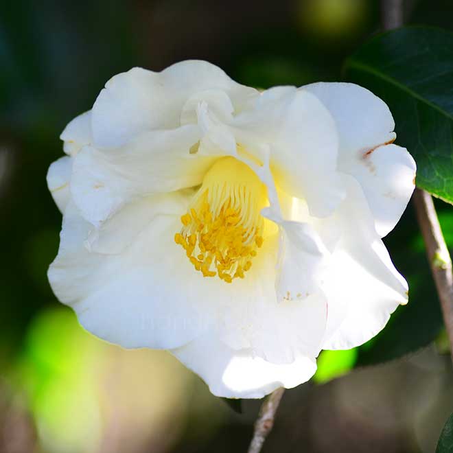 椿 大城冠｜花の手帖の椿図鑑