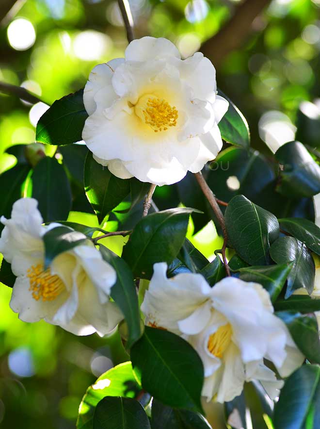 椿 大城冠｜花の手帖の椿図鑑