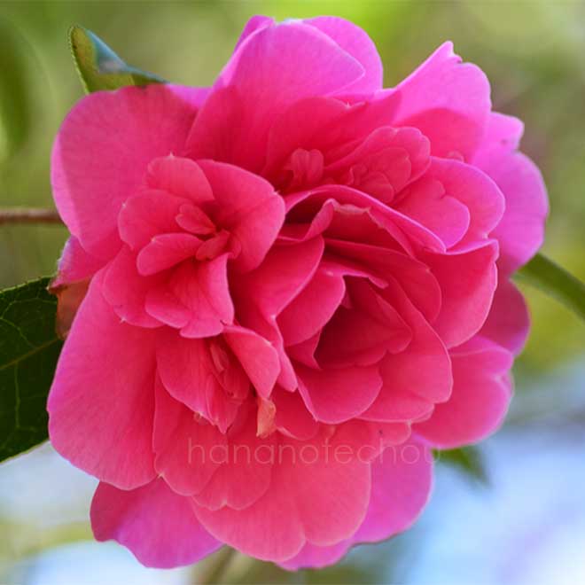 椿 デッビー｜花の手帖のツバキ図鑑