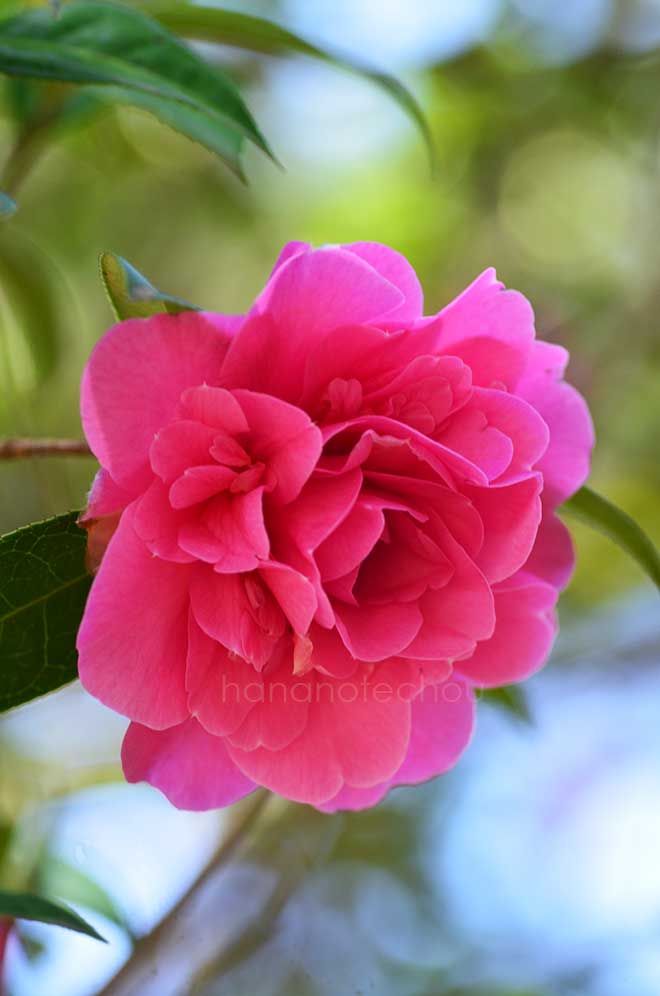 椿 デッビー｜花の手帖の椿図鑑