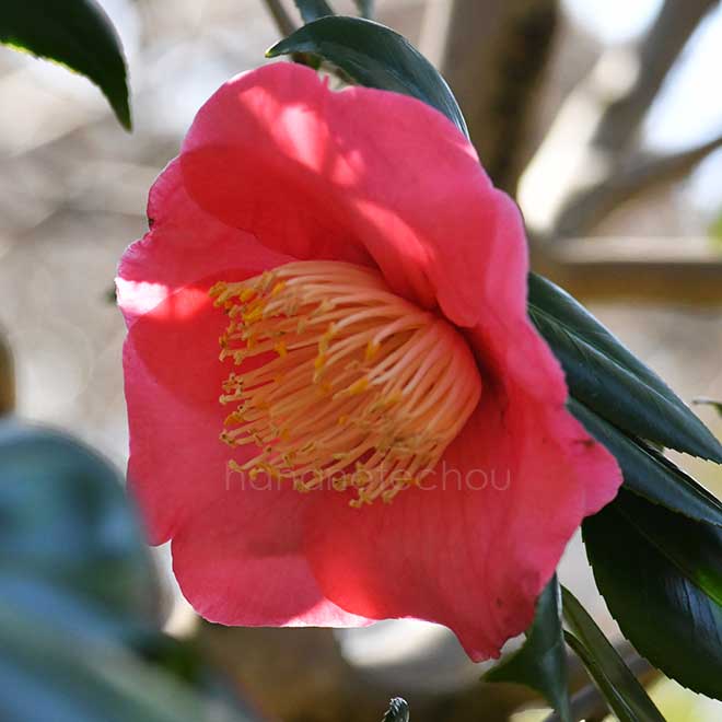 椿 出羽大輪｜花の手帖の椿図鑑