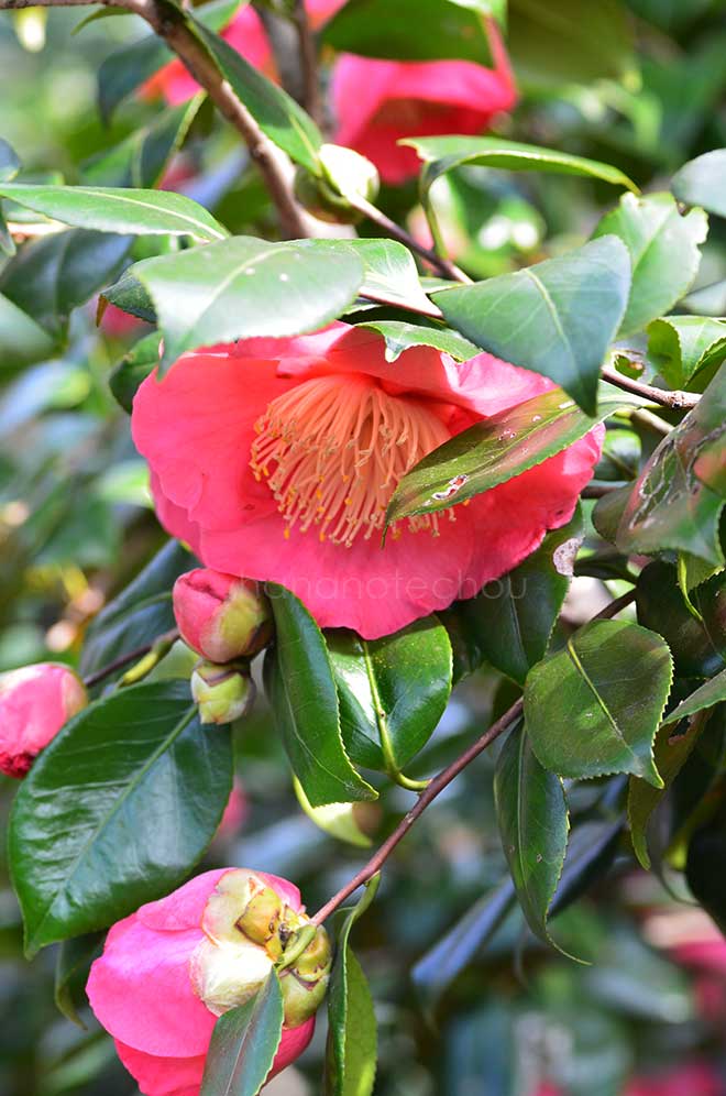 椿 出羽大輪｜花の手帖の椿図鑑