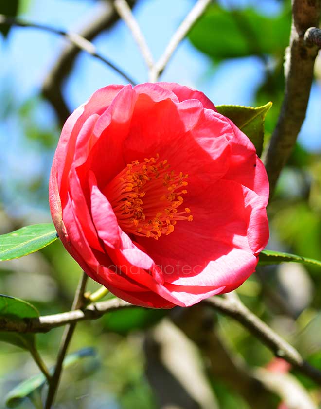 椿 ドラマ ガール｜花の手帖の椿図鑑