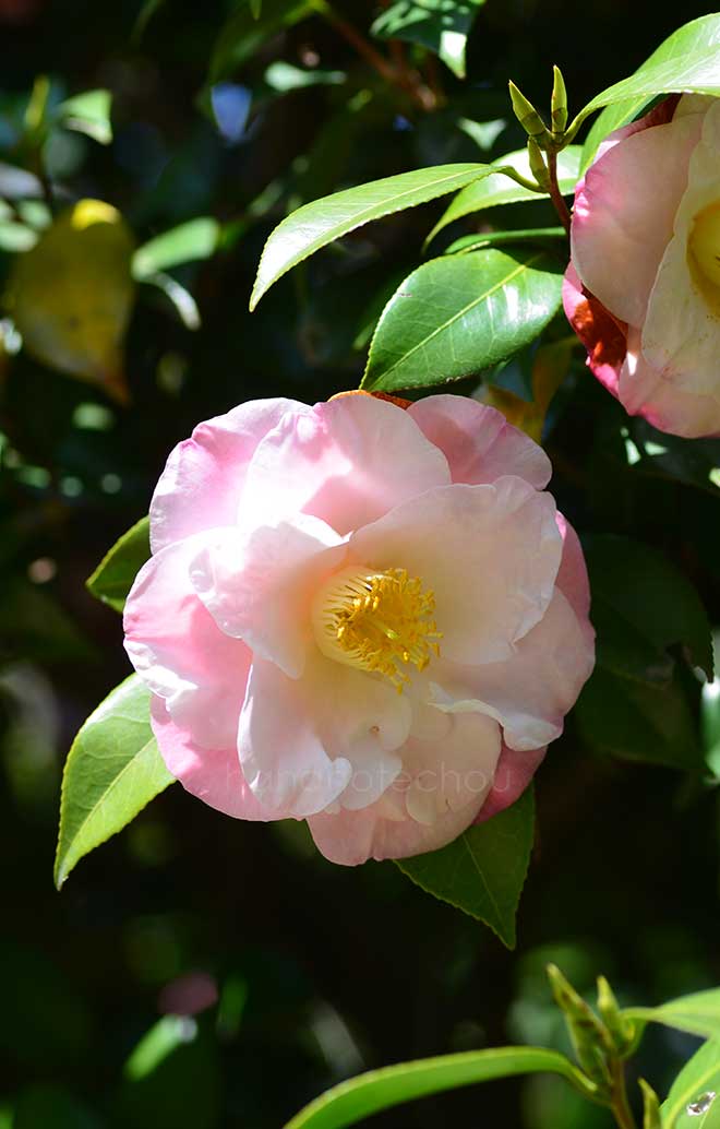 椿 ドクター ティンスレー｜花の手帖の椿図鑑