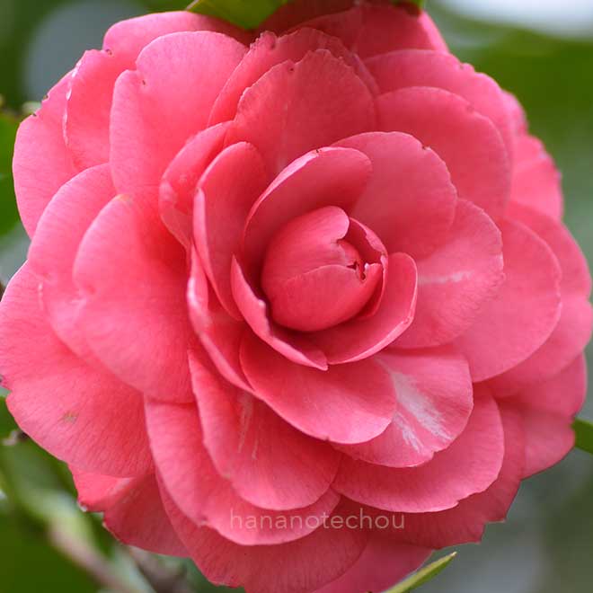 椿 エディット ウノン｜花の手帖の椿図鑑