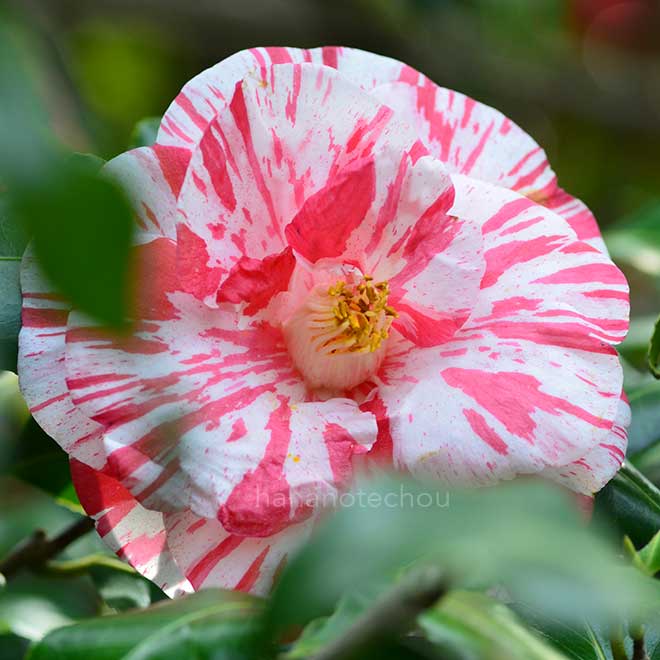 椿 蝦夷錦｜花の手帖の椿図鑑