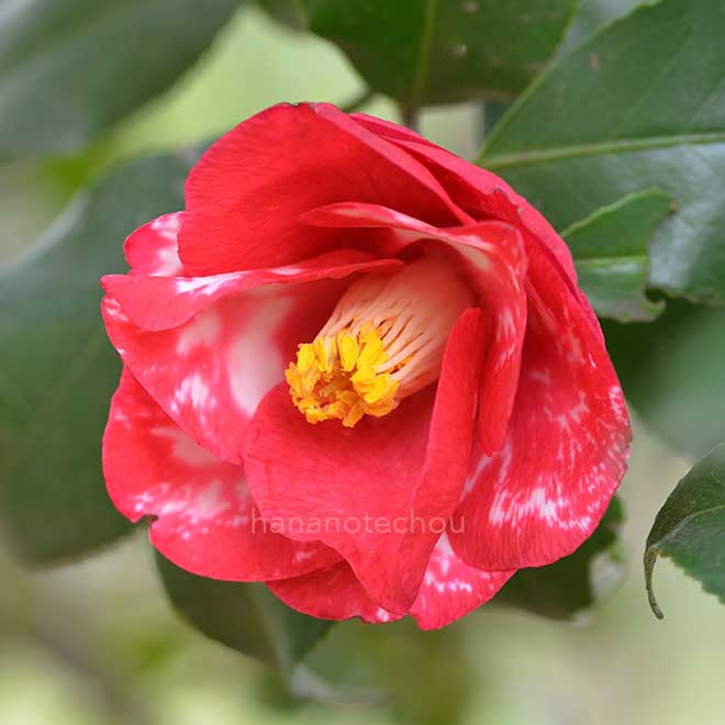 椿 蝦夷錦｜花の手帖の椿図鑑