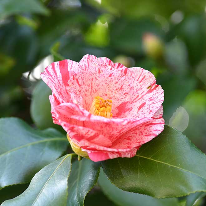 椿 蝦夷錦｜花の手帖の椿図鑑