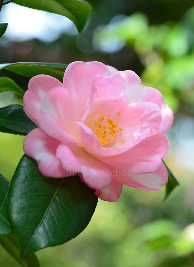 椿 斑入春曙光｜花の手帖の椿図鑑