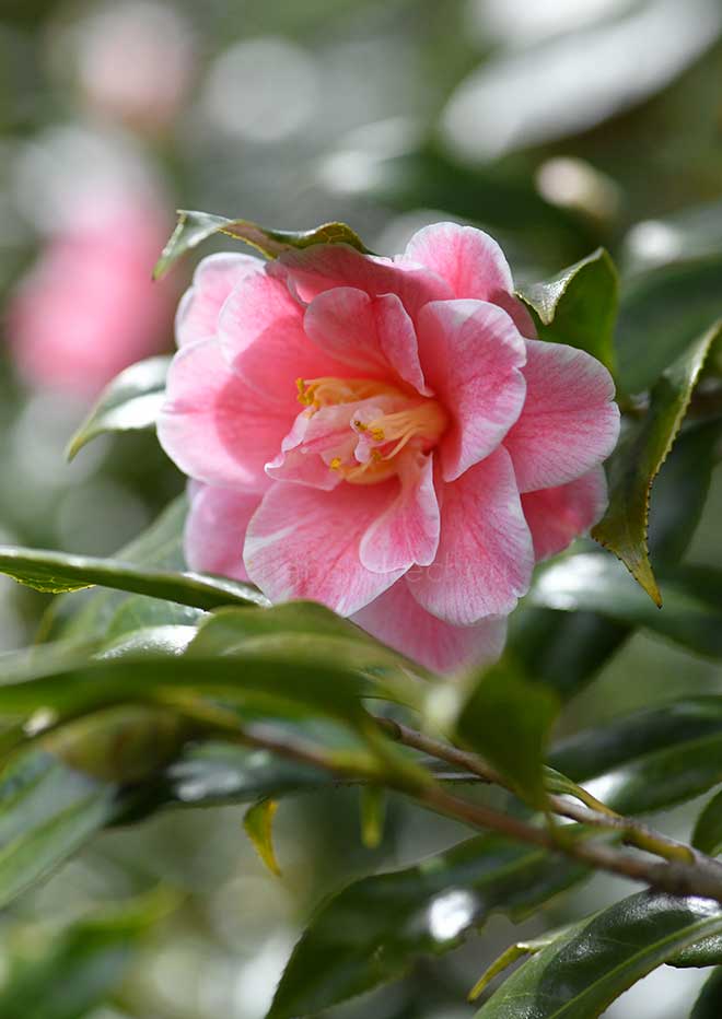 椿 覆輪一休|花の手帖の椿図鑑