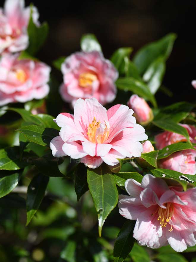 椿 覆輪一休|花の手帖の椿図鑑