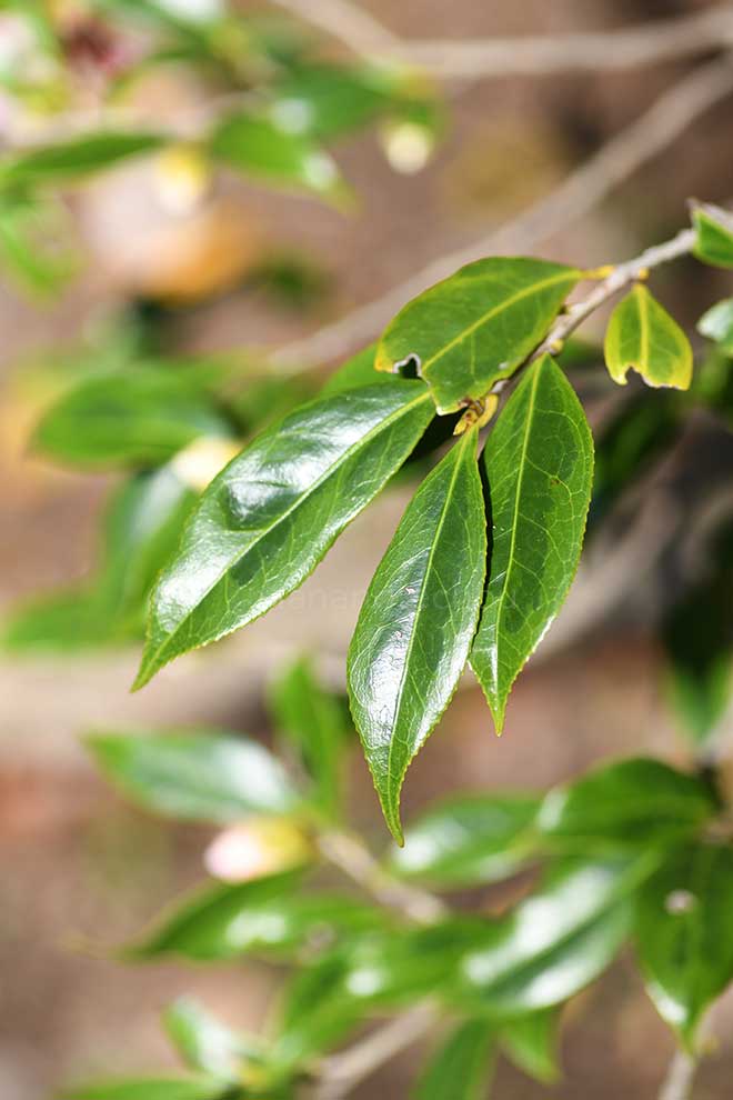 椿 覆輪一休|花の手帖の椿図鑑
