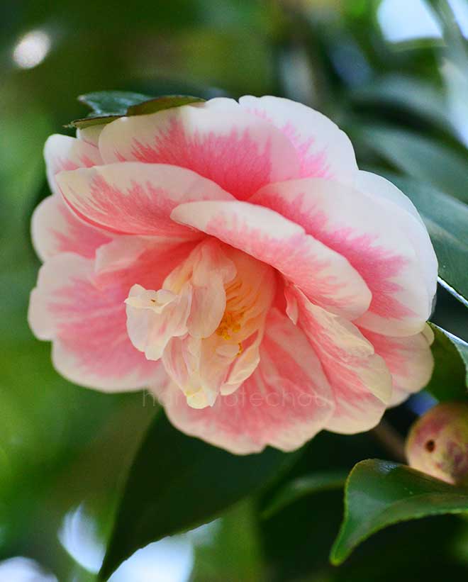 椿 源氏唐子｜花の手帖の椿図鑑