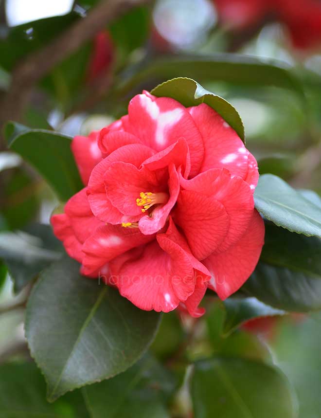 椿 ギガンティア｜花の手帖の椿図鑑