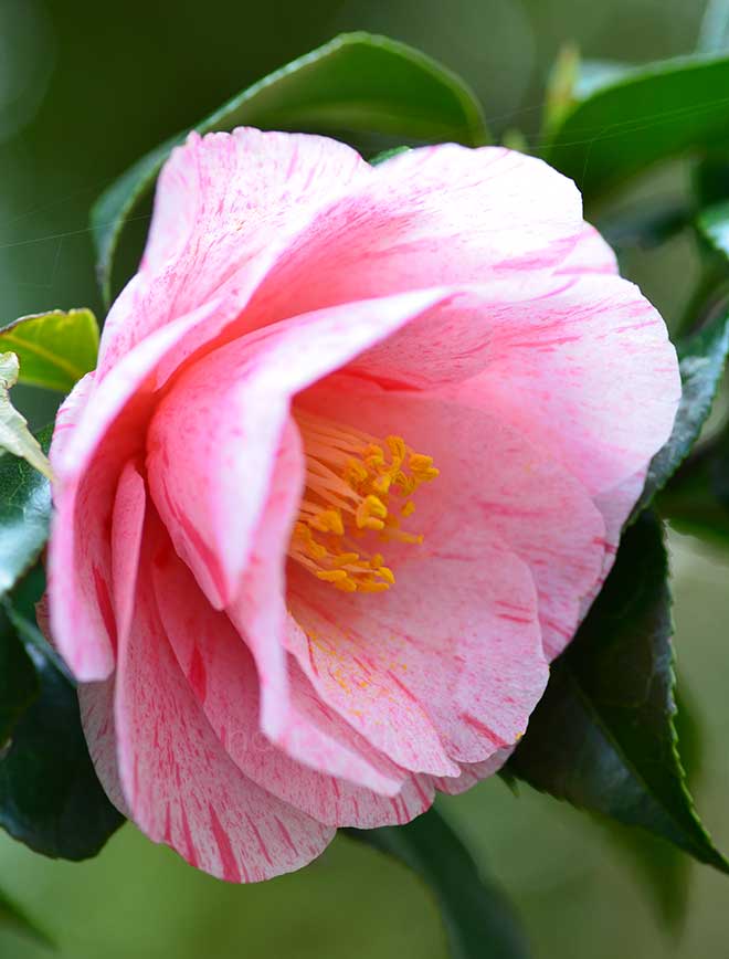 椿 白露錦｜花の手帖の椿図鑑