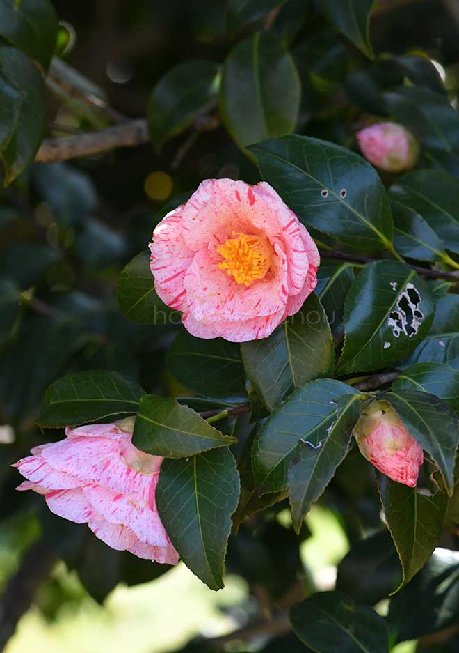 椿 白露錦｜花の手帖の椿図鑑