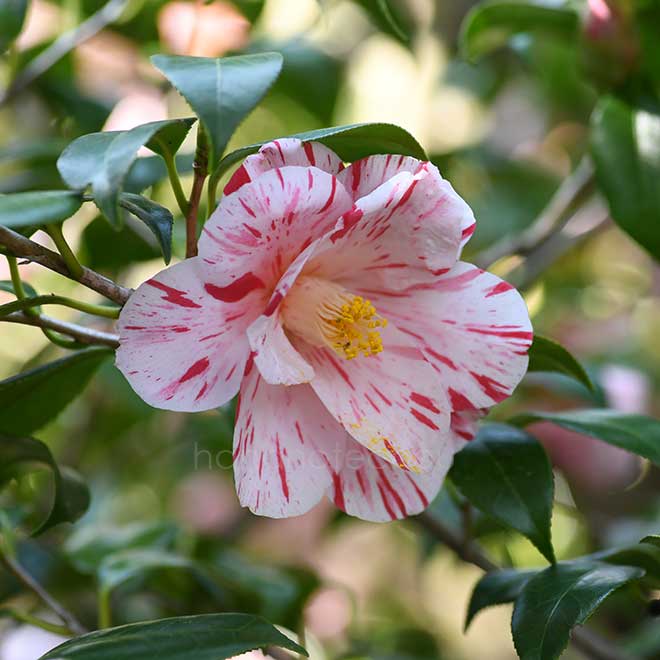 椿 春の台｜花の手帖の椿図鑑
